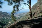 Berrazales Valley - Looking Down, Canary Pine, Gran Canaria, Spain - Canary Islands
