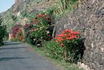 Berrazales Valley - Road, Many Flowers, Gran Canaria, Spain - Canary Islands
