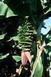 North Coast - Stalk of Bananas, Flower, Gran Canaria, Spain - Canary Islands