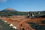 Ploughing with Camel, Lanzarote, Spain - Canary Islands