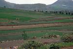 Near Haria - Cultivation, Lanzarote, Spain - Canary Islands