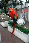 Puerto - Parrot, Tenerife, Spain - Canary Islands