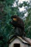 Puerto - Botanic Gardens - Monkey, Tenerife, Spain - Canary Islands