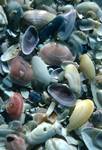 Luskentyre - Coloured Shells, Harris, Scotland