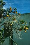 Orange Tree, San Antonio, Spain - Ibiza