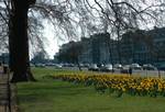 Daffodils, London, England