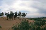 In Desert - The Charge, Erfoud - Taouz, Morocco