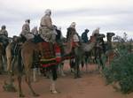 Camels, Erfoud - Taouz, Morocco