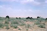Camels in Desert, Erfoud - Touroug, Morocco