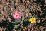 Wild Flower - Pink & Yellow, Dades, Morocco