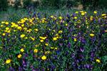 Yellow & Purple Flowers, Agrigento, Italy - Sicily