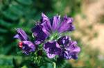 Purple Flower, Agrigento, Italy - Sicily