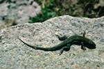 Lizard, Selinunte, Italy - Sicily