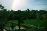Isurumuniya - Paddy Fields & Palms, Anuradhapura, Ceylon