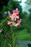 Peradinya Gardens - Pink Orchid, Kandy, Ceylon