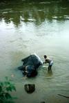 Elephant in River (Being Scrubbed), Kandy, Ceylon