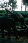 Elephant Carrying Log, On Way To Nuwara Eliya, Ceylon