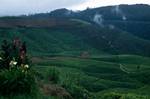 Tea Growing Plantations, Nuwara Eliya, Ceylon