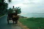 Bullock Cart, South West Coast, Ceylon