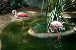 Zoo - Flamingoes, Colombo, Ceylon