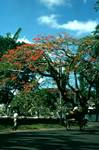 Flame Tree, Colombo, Ceylon