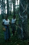 Rubber Tree - Latex Trickling, On Way to Ratnapura, Ceylon