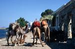 Camels, Gumusluk, Turkey