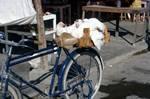 Bicycle with Hens, Bodrum, Turkey