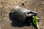 Dead Badger, 'Seven Islands', Turkey