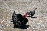 Turkey Cock & Hen, Cnidos, Turkey