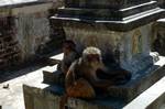 Monkeys, Swayambhunath, Nepal