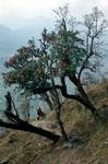 Rhodo Tree & Walkers, Above Kimru Khola, Nepal