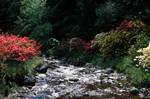 Crarae Gardens, Argyll and Bute, Scotland