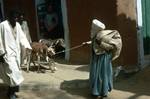 Old Man Pulling Goats or Sheep, Tamanrasset, Algeria