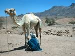 'Camel Park' - Man, Camel Trek, Algeria