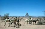 Camels Eating Trees, Camel Trek, Algeria