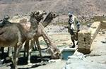 Camels Drinking, The Source, Algeria