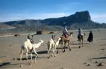 Group of Riders, Camel Trek, Algeria