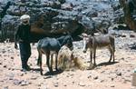 Feeding Donkeys, Sefar, Algeria
