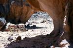 2 Donkeys, Overhanging Rock, Sefar, Algeria