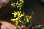 Small Yellow Flower, Sefar, Algeria