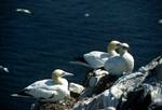 Sea Birds, Scotland
