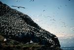 Sea Birds, Scotland