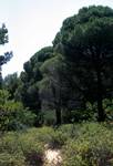 Stone Pines, Skiathos, Greece