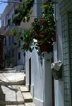 Street Scene, Window Box, Skopelos, Greece