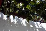Vines & Grapes, Alonissos, Greece