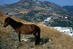 Typical Pony, Skyros, Greece