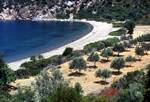 Pefkos Bay - Looking Down on Bay from Olive Grove, Skyros, Greece