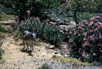 Pefkos Bay - Donkey & Oleander, Skyros, Greece
