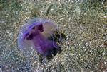 Jellyfish, Skyros Bay, Greece